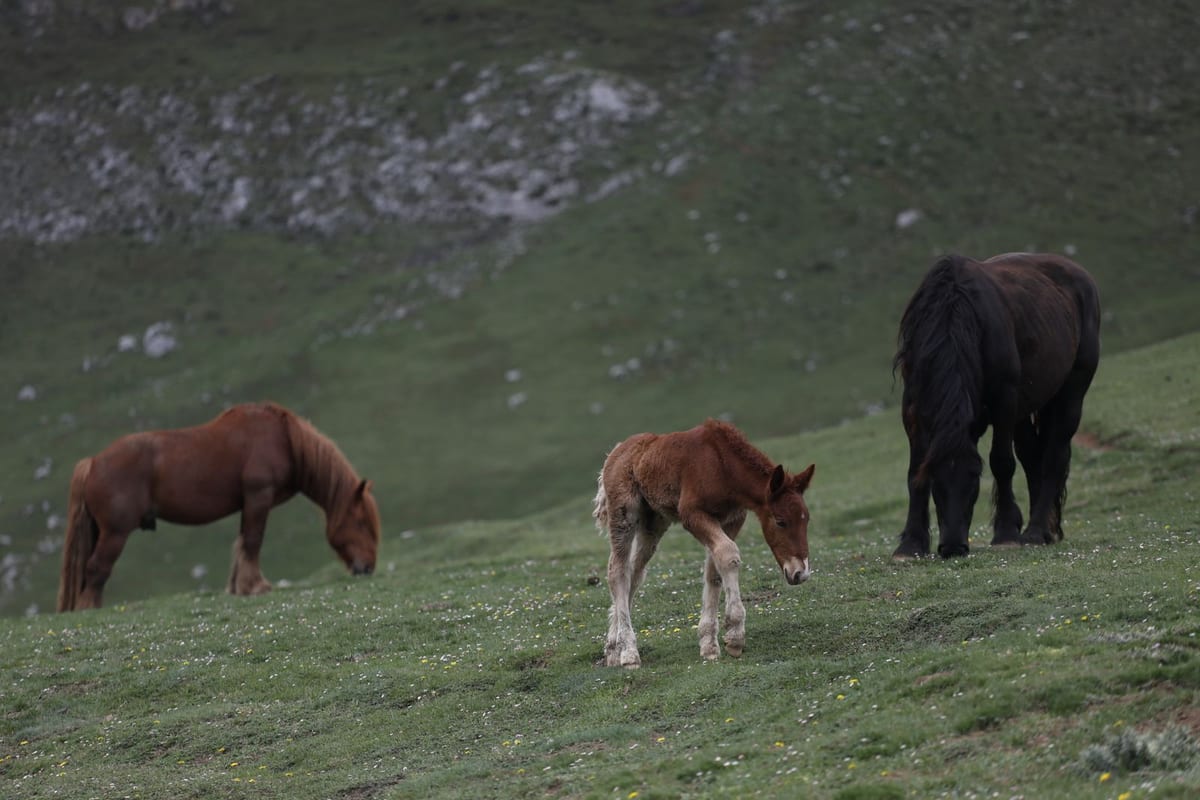 The Sueve valley and mountains: Mirador del Fitu, asturcones and easy walks